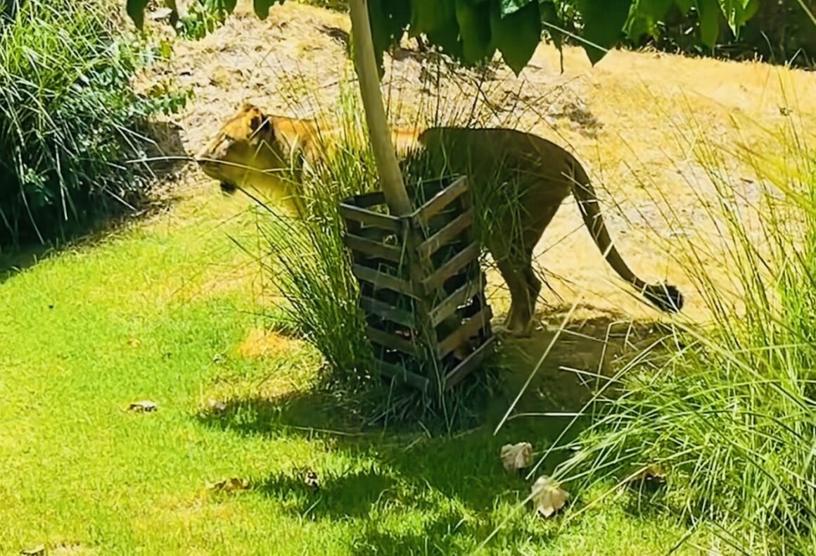 Vídeo: Aos poucos, Leona retorna ao recinto na Bica, em João Pessoa