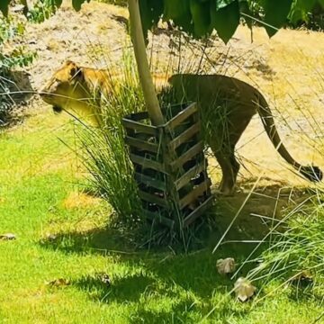 Vídeo: Aos poucos, Leona retorna ao recinto na Bica, em João Pessoa